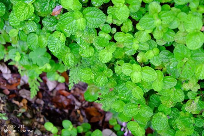 桃園景點【貓頭鷹奧爾森林學堂】虎頭山森林步道新亮點×超多溜滑梯×樹屋故事時間~免費野餐親子景點 - yuki.tw