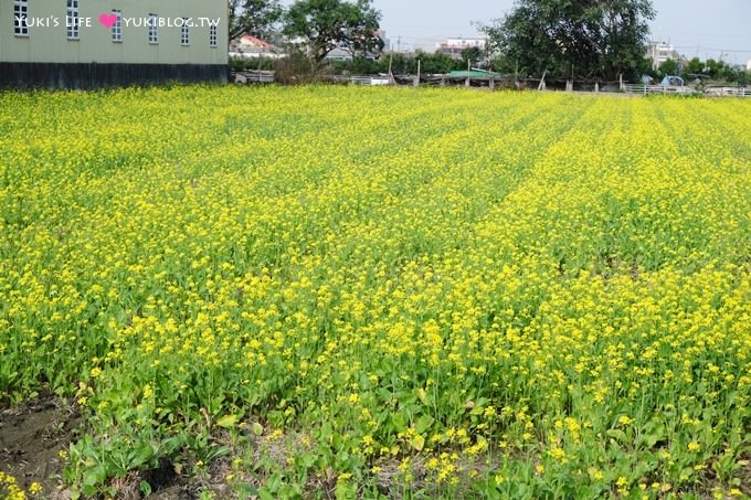 雲林景點【千巧谷牛樂園牧場】免門票大沙坑觀光牧場×手作窯烤PIZZA、鮮奶茶、麵包蛋糕 - yuki.tw