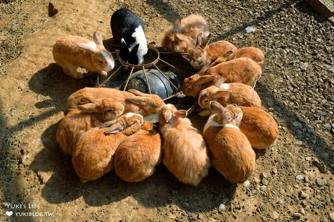 嘉義景點》獨角仙休閒農場，戶外親子好去處，餵動物玩沙下午茶 - yuki.tw