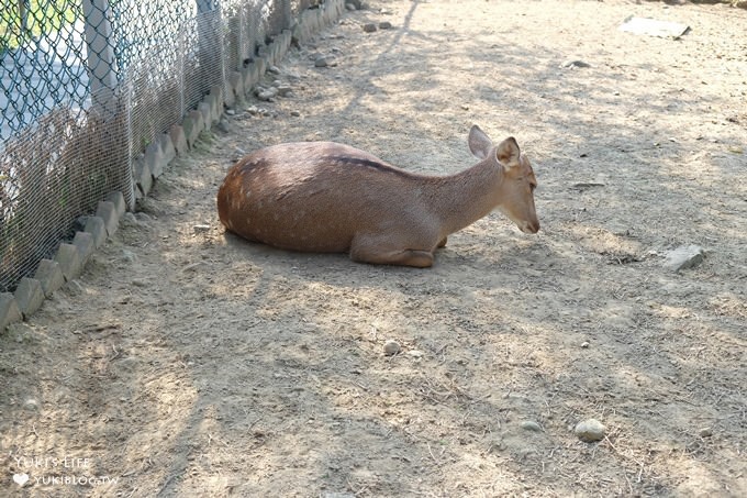 嘉義景點》獨角仙休閒農場，戶外親子好去處，餵動物玩沙下午茶 - yuki.tw