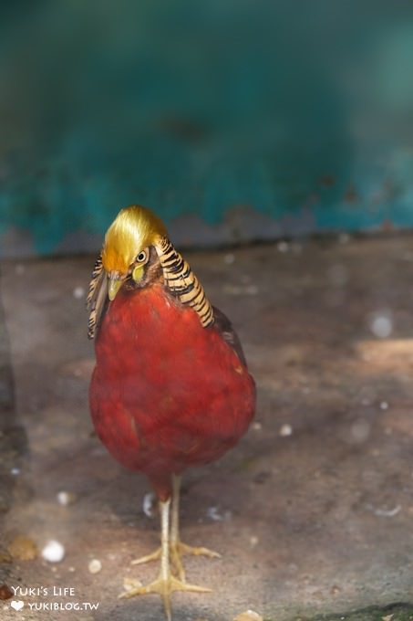 嘉義景點》獨角仙休閒農場，戶外親子好去處，餵動物玩沙下午茶 - yuki.tw