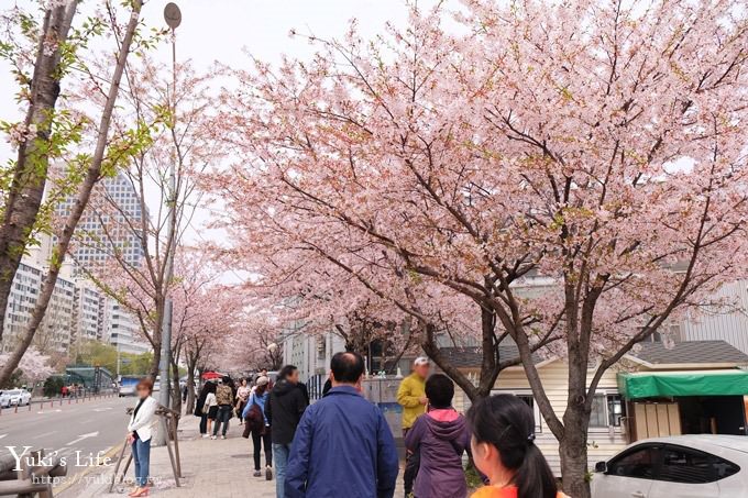 韓國賞櫻景點推廌【汝矣島櫻花節】櫻花隧道超浪漫×野餐大草皮 - yuki.tw