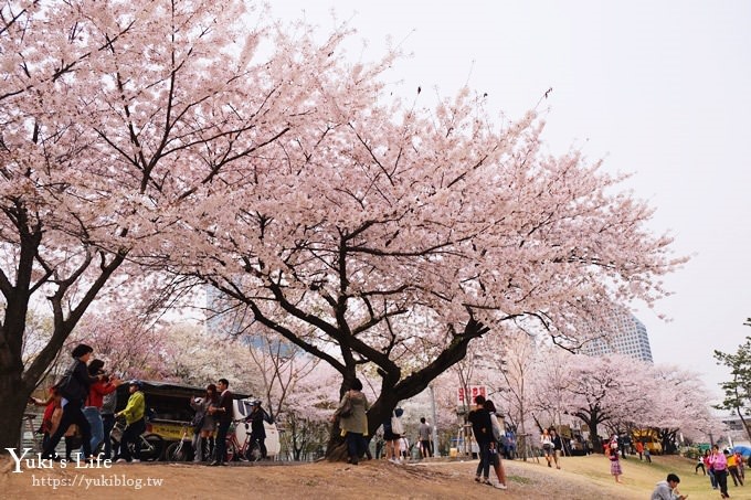 韓國賞櫻景點推廌【汝矣島櫻花節】櫻花隧道超浪漫×野餐大草皮 - yuki.tw