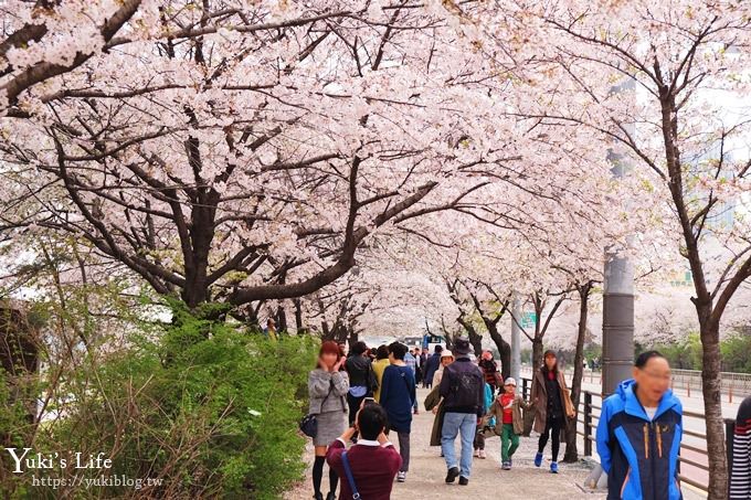 韓國賞櫻景點推廌【汝矣島櫻花節】櫻花隧道超浪漫×野餐大草皮 - yuki.tw