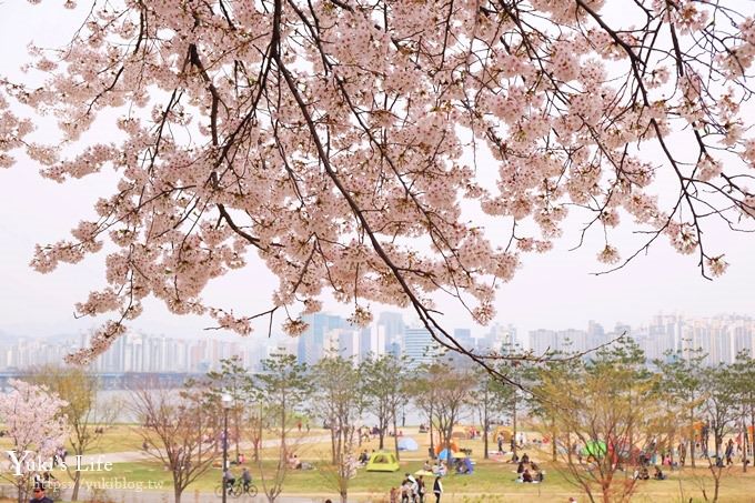 韓國賞櫻景點推廌【汝矣島櫻花節】櫻花隧道超浪漫×野餐大草皮 - yuki.tw