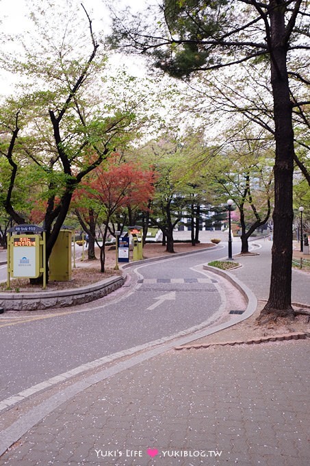 DSCF0641 韓國首爾自由行【汝矣島賞櫻花野餐】正巧碰上櫻花季尾巴