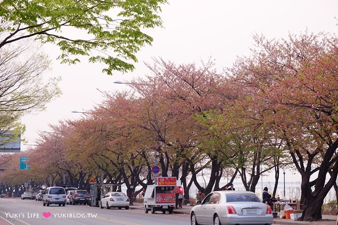 DSCF0669 韓國首爾自由行【汝矣島賞櫻花野餐】正巧碰上櫻花季尾巴