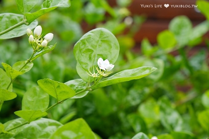 彰化免費景點【茉莉花壇夢想館】貓咪彩色歐風童話村、老穀倉茉莉花主題館 - yuki.tw