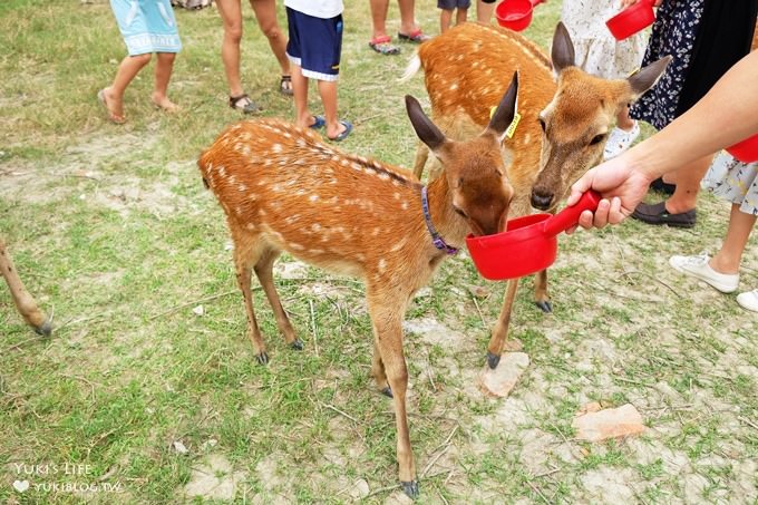 彰化親子免費景點【鹿港生態公園】梅花鹿新家×小鹿餵食體驗(假日整點開放時間表) - yuki.tw