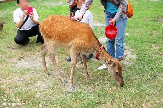 彰化親子免費景點【鹿港生態公園】梅花鹿新家×小鹿餵食體驗(假日整點開放時間表) - yuki.tw