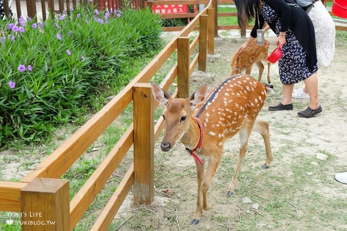 彰化親子免費景點【鹿港生態公園】梅花鹿新家×小鹿餵食體驗(假日整點開放時間表) - yuki.tw