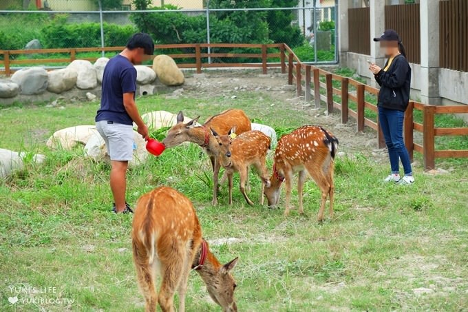 彰化親子免費景點【鹿港生態公園】梅花鹿新家×小鹿餵食體驗(假日整點開放時間表) - yuki.tw