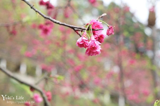 桃園景點【長庚養生文化村】粉紅隧道大沙坑 親子景點 賞櫻木棧道(野餐、室內游泳池親子景點) - yuki.tw