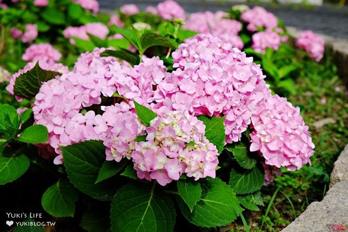 新北泰山秘境【黎明步道花園】繡球花盛開×在地專屬浪漫繽紛拍照小景點(交通／路線／怎麼去) - yuki.tw