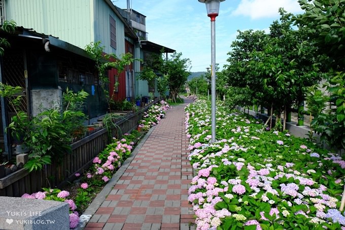 新北泰山秘境【黎明步道花園】繡球花盛開×在地專屬浪漫繽紛拍照小景點(交通／路線／怎麼去) - yuki.tw