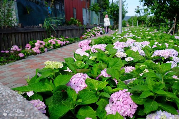 新北泰山秘境【黎明步道花園】繡球花盛開×在地專屬浪漫繽紛拍照小景點(交通／路線／怎麼去) - yuki.tw