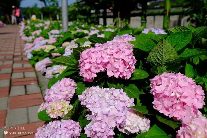 新北泰山秘境【黎明步道花園】繡球花盛開×在地專屬浪漫繽紛拍照小景點(交通／路線／怎麼去) - yuki.tw