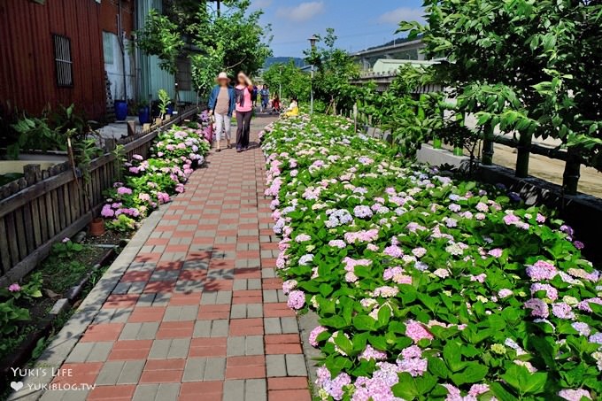 新北泰山秘境【黎明步道花園】繡球花盛開×在地專屬浪漫繽紛拍照小景點(交通／路線／怎麼去) - yuki.tw