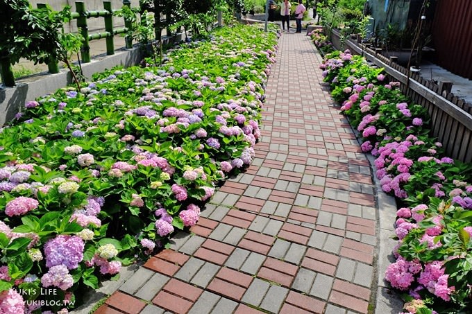 新北泰山秘境【黎明步道花園】繡球花盛開×在地專屬浪漫繽紛拍照小景點(交通／路線／怎麼去) - yuki.tw