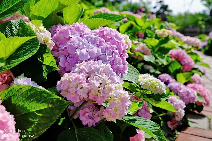 新北泰山秘境【黎明步道花園】繡球花盛開×在地專屬浪漫繽紛拍照小景點(交通／路線／怎麼去) - yuki.tw