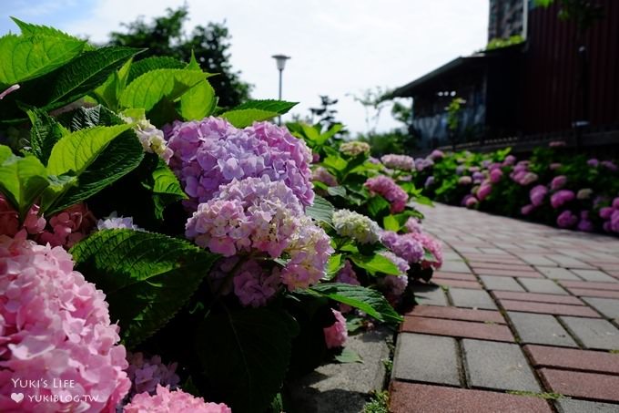 新北泰山秘境【黎明步道花園】繡球花盛開×在地專屬浪漫繽紛拍照小景點(交通／路線／怎麼去) - yuki.tw