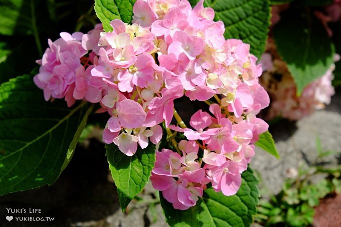 新北泰山秘境【黎明步道花園】繡球花盛開×在地專屬浪漫繽紛拍照小景點(交通／路線／怎麼去) - yuki.tw