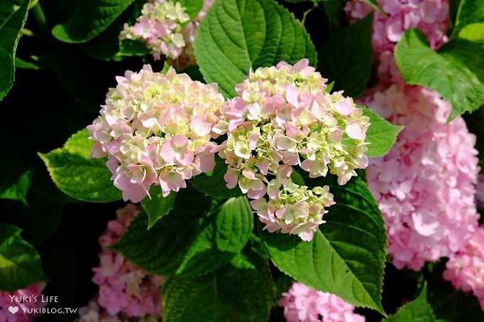 新北泰山秘境【黎明步道花園】繡球花盛開×在地專屬浪漫繽紛拍照小景點(交通／路線／怎麼去) - yuki.tw