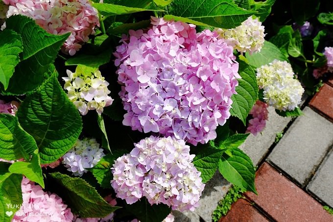 新北泰山秘境【黎明步道花園】繡球花盛開×在地專屬浪漫繽紛拍照小景點(交通／路線／怎麼去) - yuki.tw