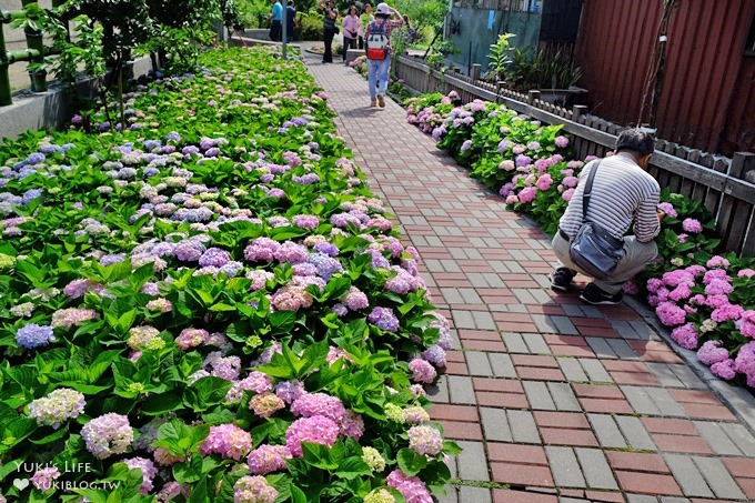 新北泰山秘境【黎明步道花園】繡球花盛開×在地專屬浪漫繽紛拍照小景點(交通／路線／怎麼去) - yuki.tw