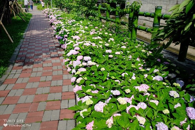 新北泰山秘境【黎明步道花園】繡球花盛開×在地專屬浪漫繽紛拍照小景點(交通／路線／怎麼去) - yuki.tw