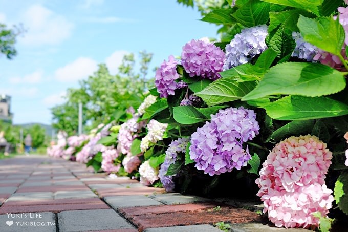 新北泰山秘境【黎明步道花園】繡球花盛開×在地專屬浪漫繽紛拍照小景點(交通／路線／怎麼去) - yuki.tw