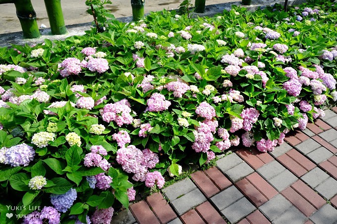 新北泰山秘境【黎明步道花園】繡球花盛開×在地專屬浪漫繽紛拍照小景點(交通／路線／怎麼去) - yuki.tw