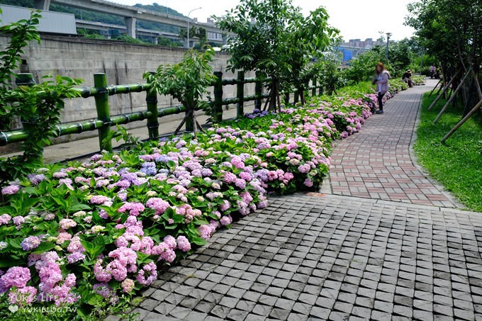 新北泰山秘境【黎明步道花園】繡球花盛開×在地專屬浪漫繽紛拍照小景點(交通／路線／怎麼去) - yuki.tw