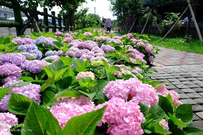 新北泰山秘境【黎明步道花園】繡球花盛開×在地專屬浪漫繽紛拍照小景點(交通／路線／怎麼去) - yuki.tw