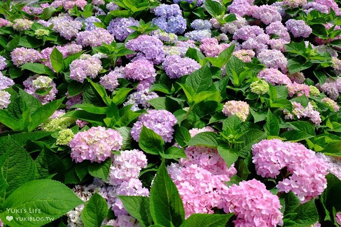 新北泰山秘境【黎明步道花園】繡球花盛開×在地專屬浪漫繽紛拍照小景點(交通／路線／怎麼去) - yuki.tw