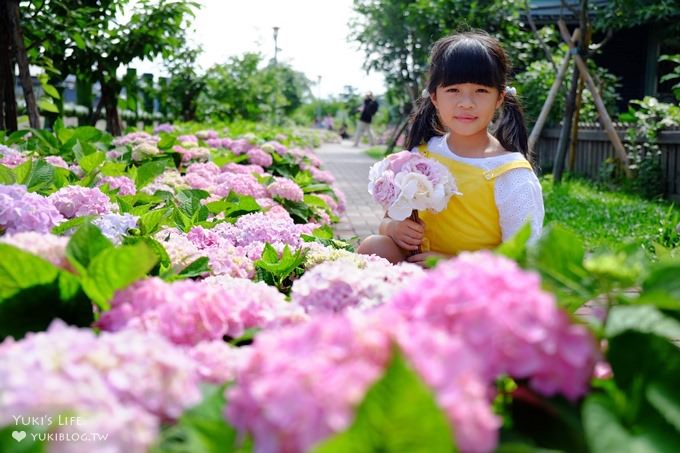 新北泰山秘境【黎明步道花園】繡球花盛開×在地專屬浪漫繽紛拍照小景點(交通／路線／怎麼去) - yuki.tw