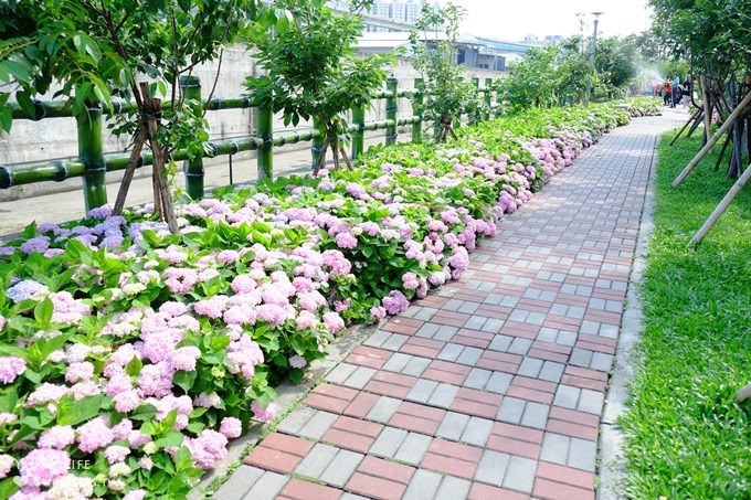 新北泰山秘境【黎明步道花園】繡球花盛開×在地專屬浪漫繽紛拍照小景點(交通／路線／怎麼去) - yuki.tw