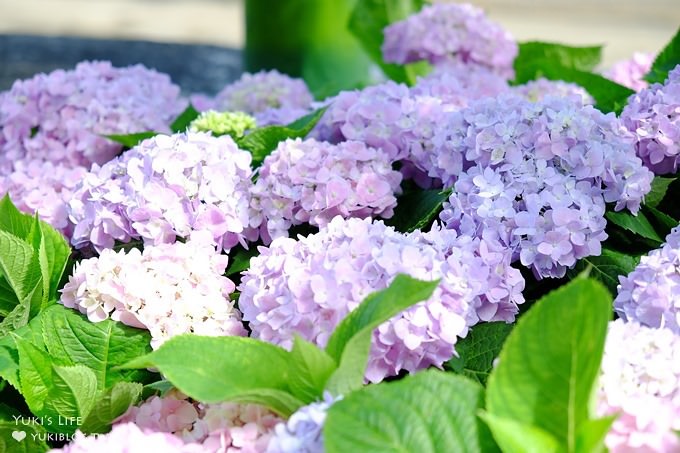 新北泰山秘境【黎明步道花園】繡球花盛開×在地專屬浪漫繽紛拍照小景點(交通／路線／怎麼去) - yuki.tw