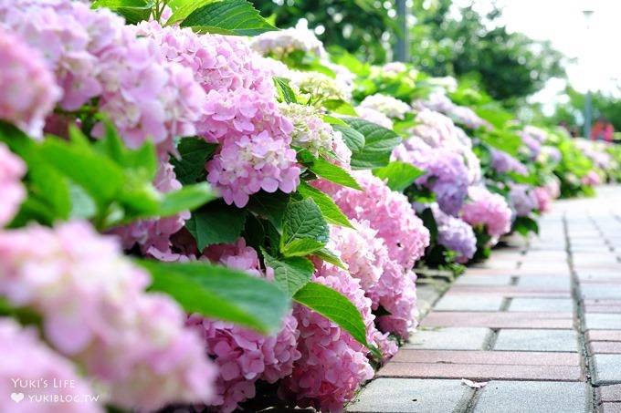 新北泰山秘境【黎明步道花園】繡球花盛開×在地專屬浪漫繽紛拍照小景點(交通／路線／怎麼去) - yuki.tw