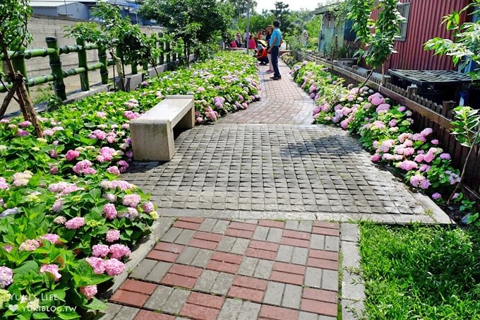 新北泰山秘境【黎明步道花園】繡球花盛開×在地專屬浪漫繽紛拍照小景點(交通／路線／怎麼去) - yuki.tw