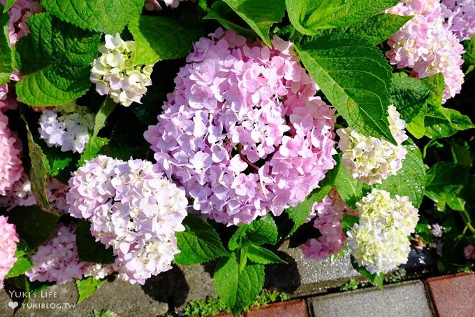 新北泰山秘境【黎明步道花園】繡球花盛開×在地專屬浪漫繽紛拍照小景點(交通／路線／怎麼去) - yuki.tw