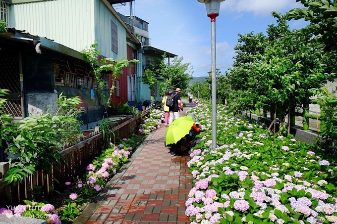 新北泰山秘境【黎明步道花園】繡球花盛開×在地專屬浪漫繽紛拍照小景點(交通／路線／怎麼去) - yuki.tw