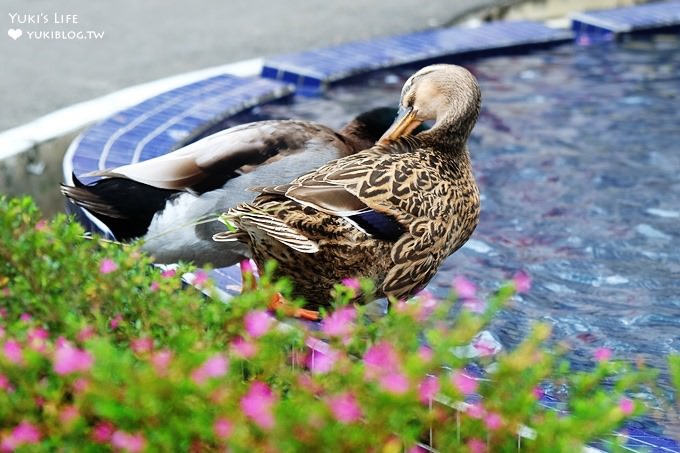 大溪親子一日遊》花開了新設施→免門票玩沙親子好去處×小豬鴨鴨×必點水果茶比臉還大杯! - yuki.tw