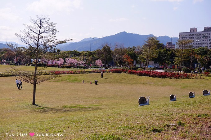 台北景點【新店陽光運動公園】河津櫻盛開~市區賞櫻、騎腳踏車 (02/02花況) - yuki.tw