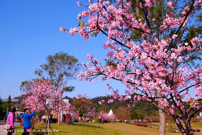 台北景點【新店陽光運動公園】河津櫻盛開~市區賞櫻、騎腳踏車 (02/02花況) - yuki.tw