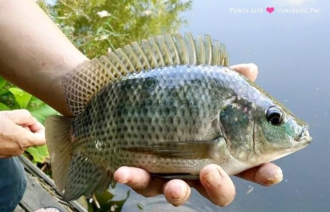 新竹景點【松湖畔咖啡館】大草皮玩沙親子餐廳~釣魚、落羽松湖景 - yuki.tw