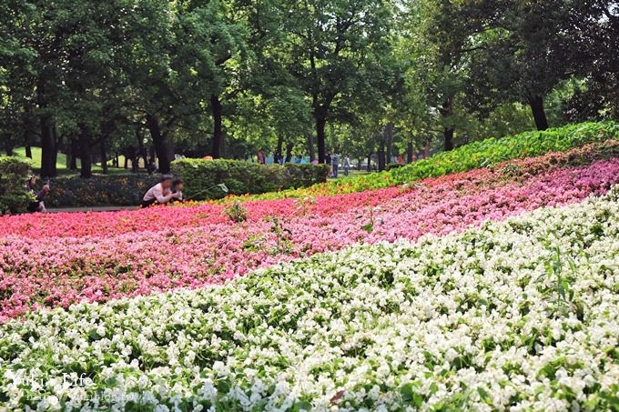 桃園景點【大溪埔頂公園】花海大草皮×親子景點 溜滑梯野餐好去處！(交通玩法攻略圖) - yuki.tw