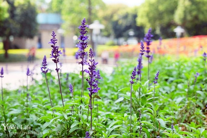 桃園景點【大溪埔頂公園】花海大草皮×親子景點 溜滑梯野餐好去處！(交通玩法攻略圖) - yuki.tw