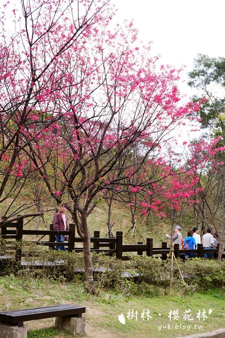 新北市賞花景點【樹林大同山●櫻花林木棧道】不用人擠人的小幸福❤ - yuki.tw