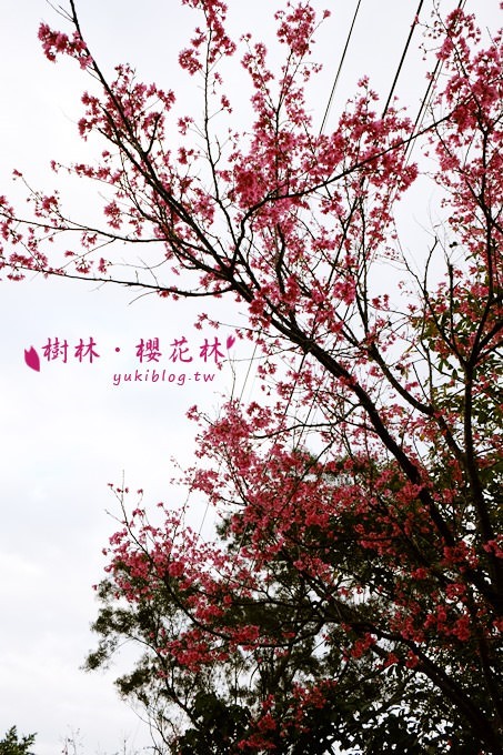 新北市賞花景點【樹林大同山●櫻花林木棧道】不用人擠人的小幸福❤ - yuki.tw